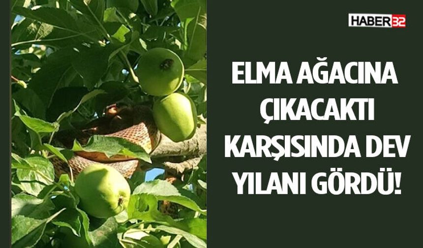 Elma Ağacına Çıkacaktı, Karşısında Dev Yılanı Gördü!
