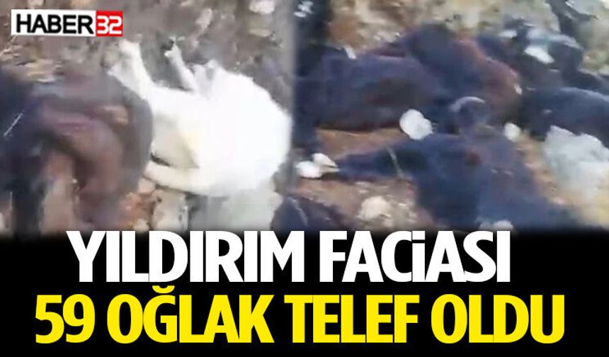 Yıldırım Faciası: 59 Oğlak Telef Oldu