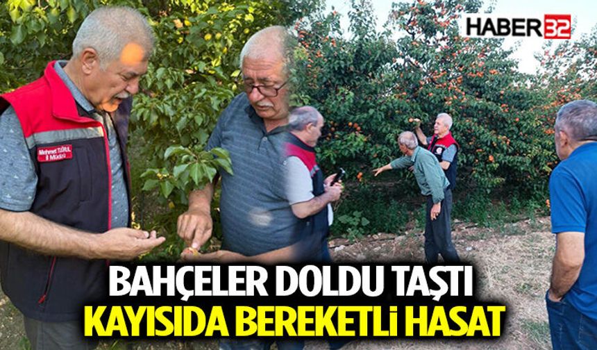Bahçeler Doldu Taştı: Kayısıda Bereketli Hasat