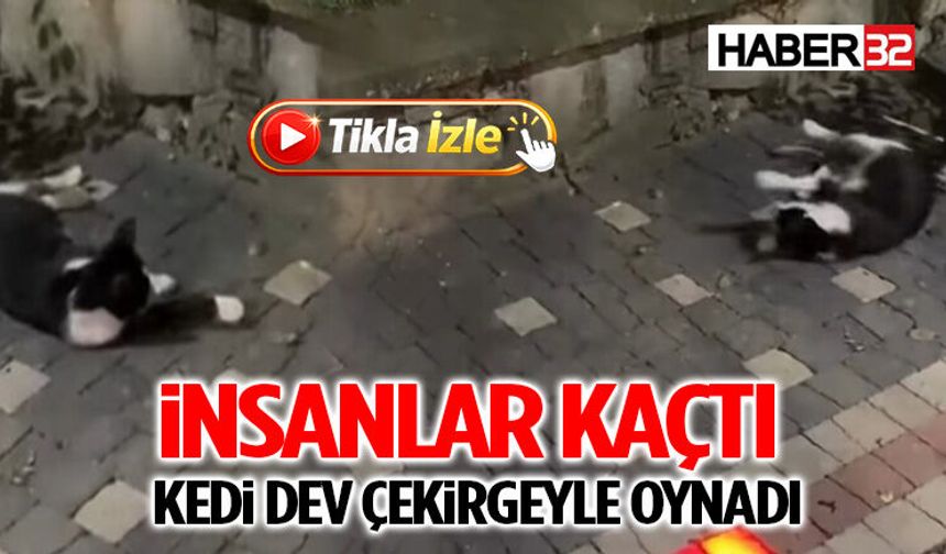 İnsanlar Kaçtı, Kedi Dev Çekirgeyle Oynadı
