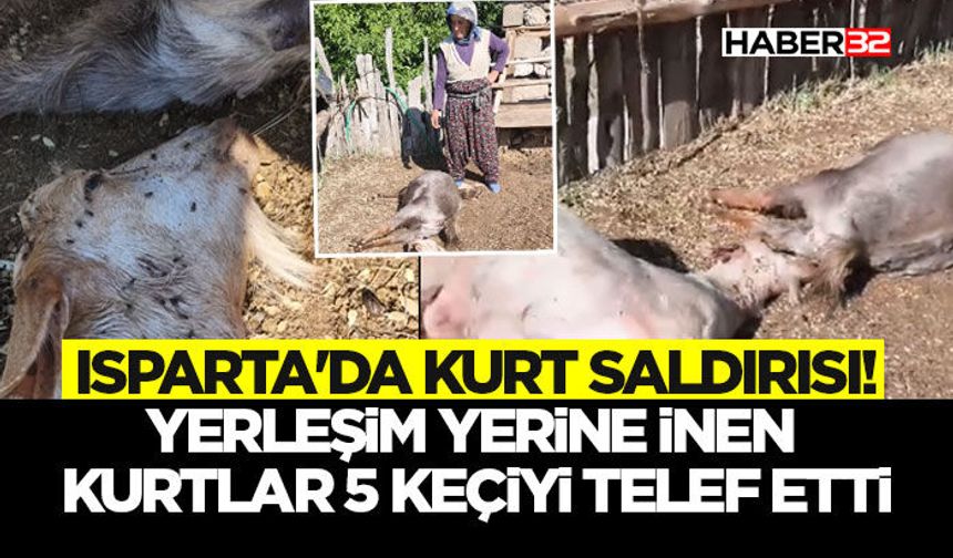 Yerleşim Yerine İnen Kurtlar 5 Keçiyi Telef Etti