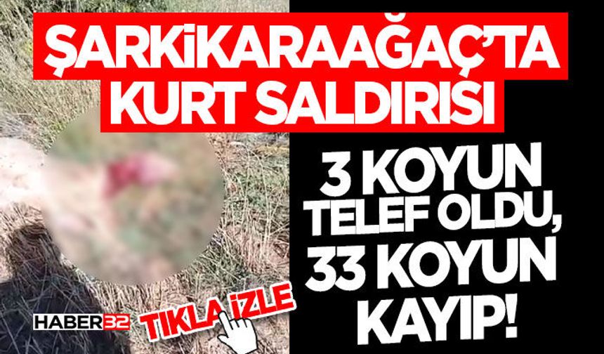 Kurt Saldırısı- 3 Koyun Telef Oldu, 33 Koyun Kayıp!
