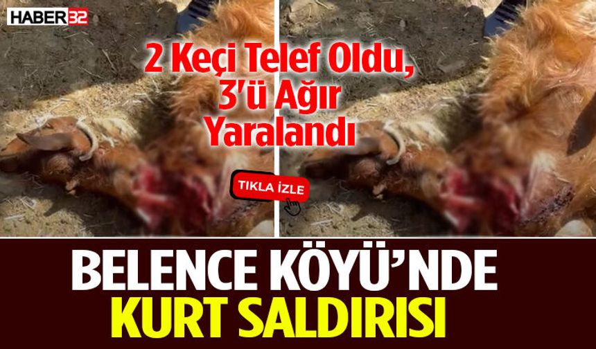 Belence Köyü’nde Kurt Saldırısı 2 Keçi Telef Oldu, 3'ü Ağır Yaralandı