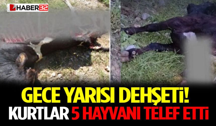 Gece Yarısı Dehşeti! Kurtlar 5 Hayvanı Telef Etti