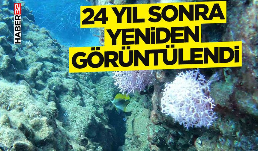 24 yıl sonra Antalya Körfezi’nde yeniden görüntülendi