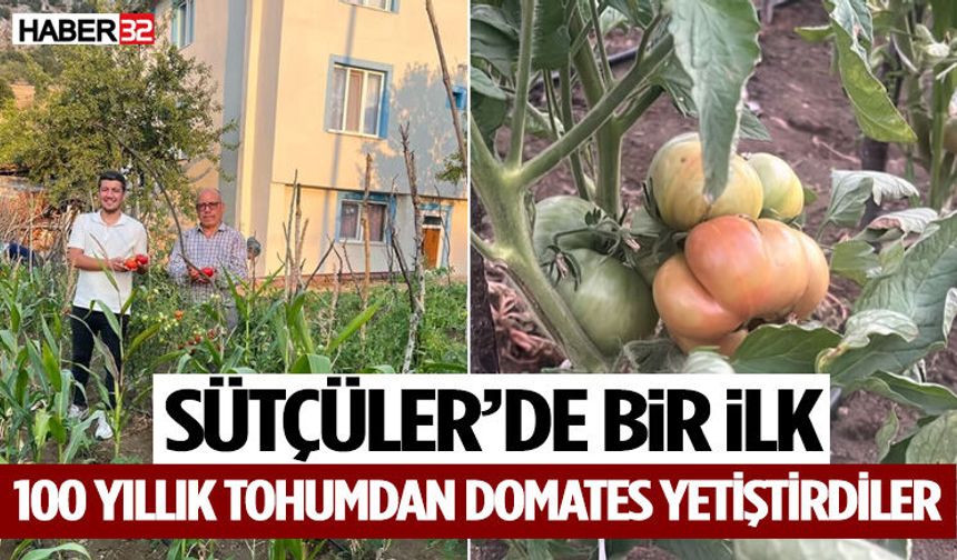 Sütçüler’de Bir İlk 100 Yıllık Tohumdan Domates Yetiştirdiler!