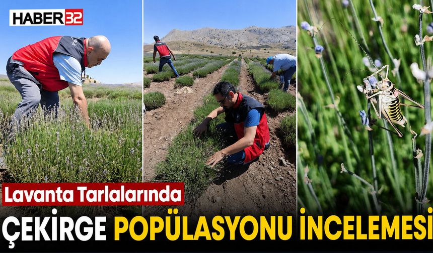 Lavanta Tarlalarında Çekirge Popülasyonu İncelemesi
