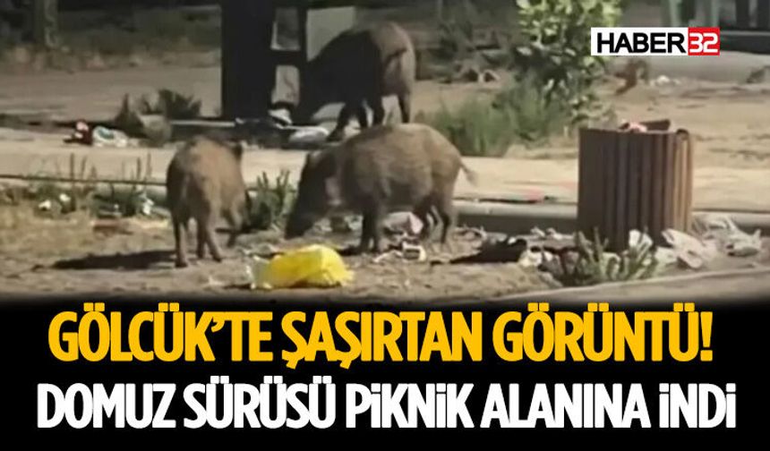 Gölcük’te Şaşırtan Görüntü! Domuz Sürüsü Piknik Alanına İndi