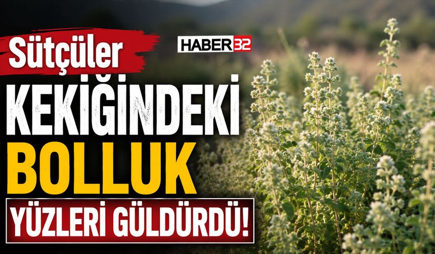 Sütçüler Kekiği'nde Bolluk Yüz Güldürdü!