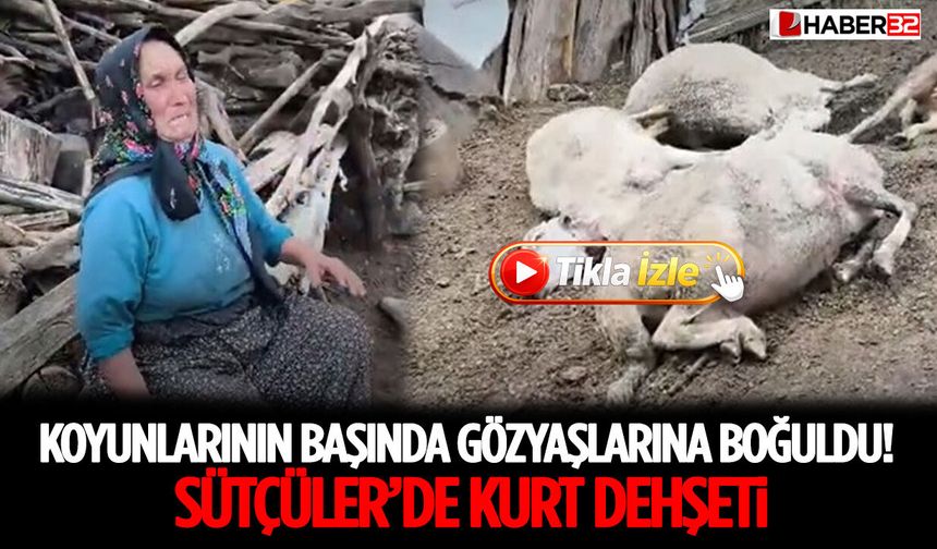 Koyunlarının Başında Gözyaşlarına Boğuldu! Sütçüler’de Kurt Dehşeti