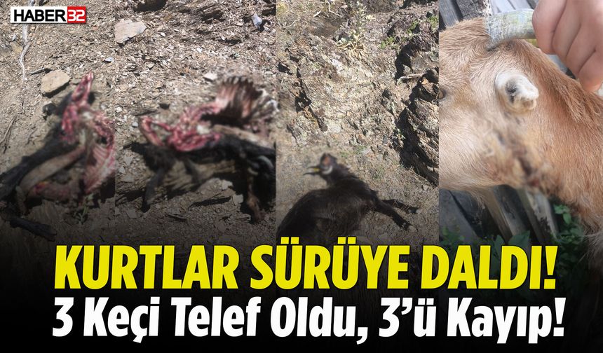 Isparta'da Kurt Dehşeti! 3 Keçi Öldü, 3 Keçi Kayıp