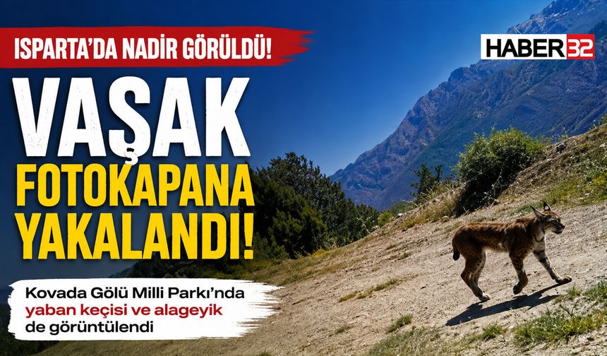 Isparta'da Nadir Görülen Vaşak Kamerada!