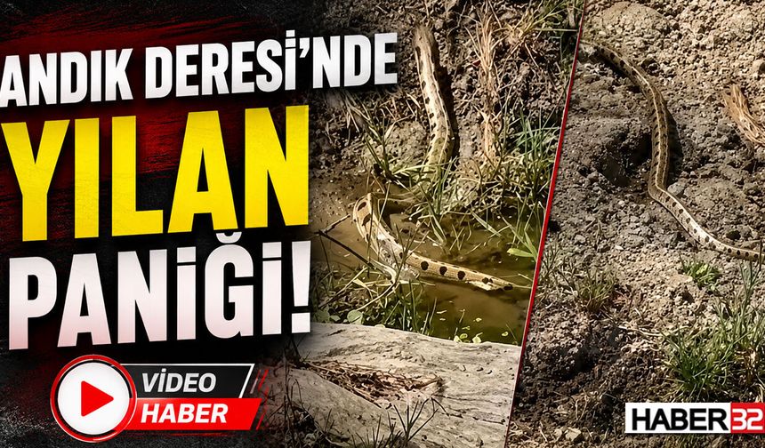 Andık Deresi’nde Yılan Paniği!