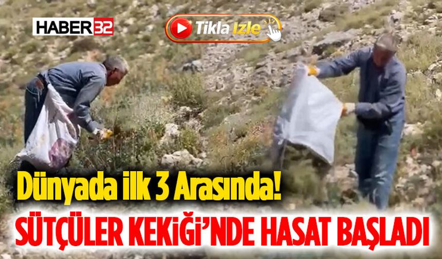 Dünyada İlk 3 Arasında! Sütçüler Kekiği’nde Hasat Başladı