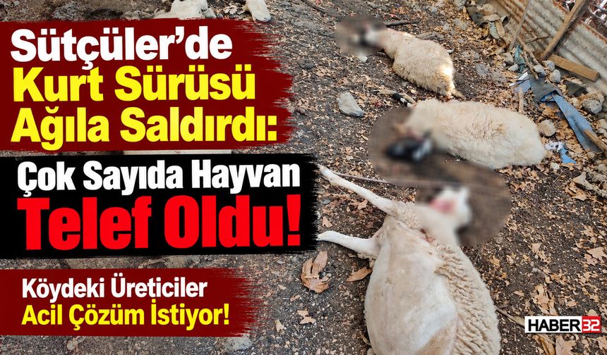 Kurt Sürüsü Ağıla Saldırdı: Üreticiler Acil Çözüm Bekliyor!