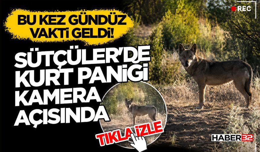 Bu Kez Gündüz Vakti Geldi! Sütçüler'de Kurt Paniği Kamera Açısında