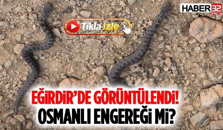 Eğirdir’de Görüntülendi! Osmanlı Engereği Mi?