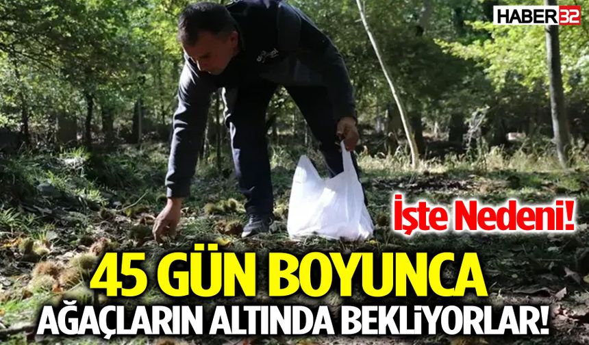Isparta’da Kestane Hasadı Başladı! Kilosu 250 Liraya Kadar Çıkıyor