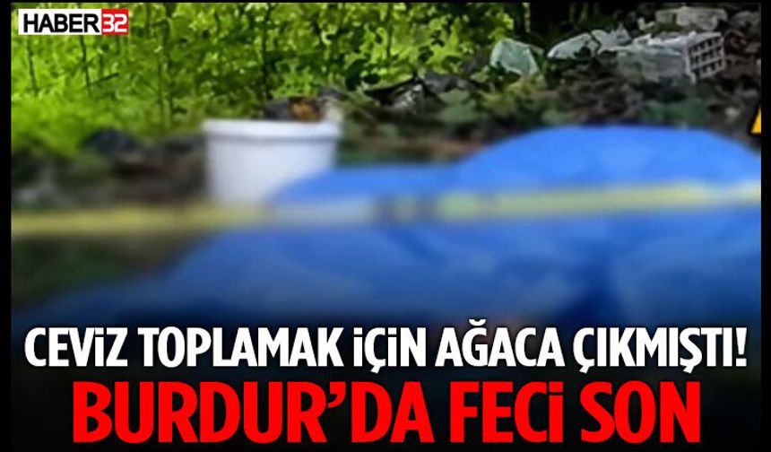 Ceviz Toplamak İçin Ağaca Çıkmıştı! Burdur’da Feci Son