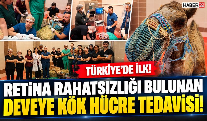 Retina Rahatsızı Deveye Kök Hücre Tedavisi!