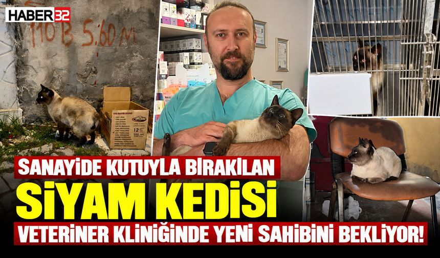 O Kedi Veteriner Kliniğinde Yeni Ailesini Bekliyor!