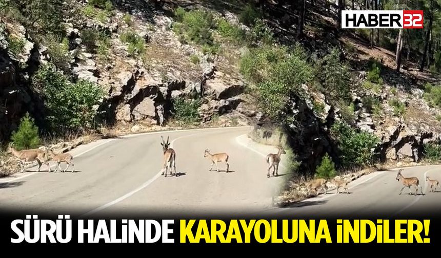 Aç Kalan Dağ Keçileri Karayoluna İndi