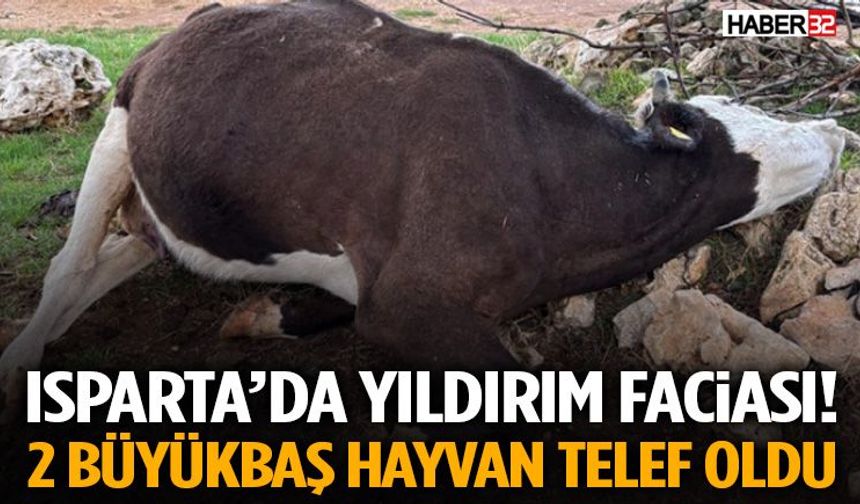 Isparta’da Yıldırım Faciası! 2 Büyükbaş Hayvan Telef Oldu