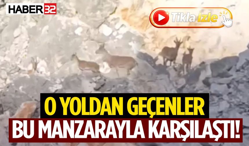 Sütçüler’de Dağ Keçileri Yol Kenarında Görüldü