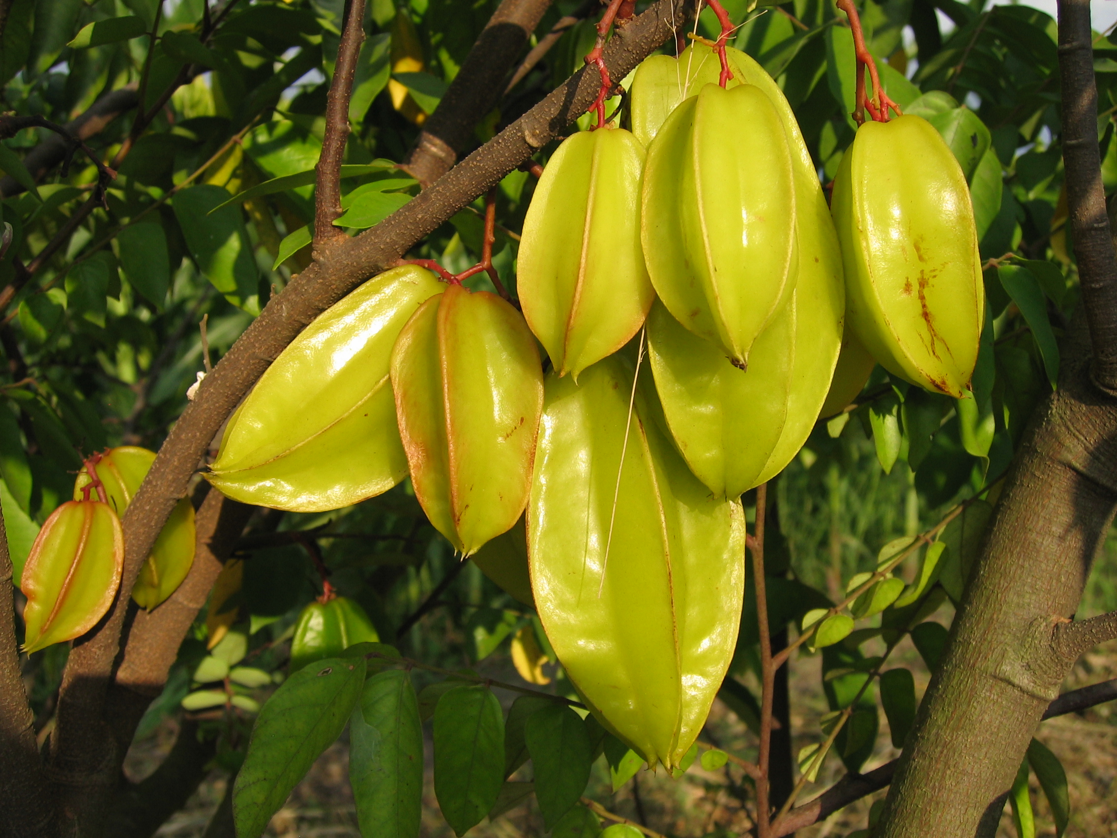 Averrhoa Carambola Ripe Fruits At C I A T