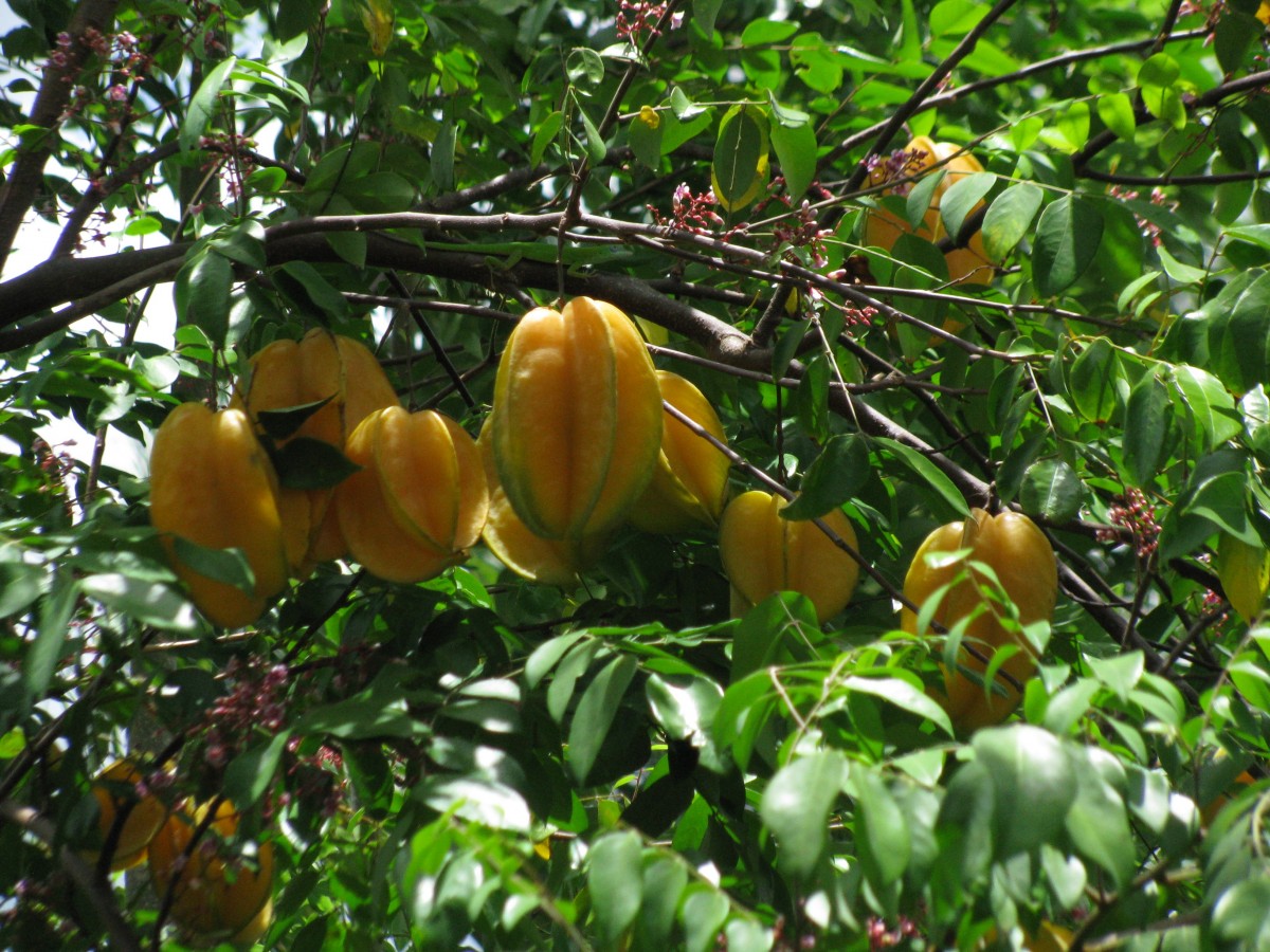 Star Fruit Fruit Tree Nutrition Frisch Tropical Healthy 1035940