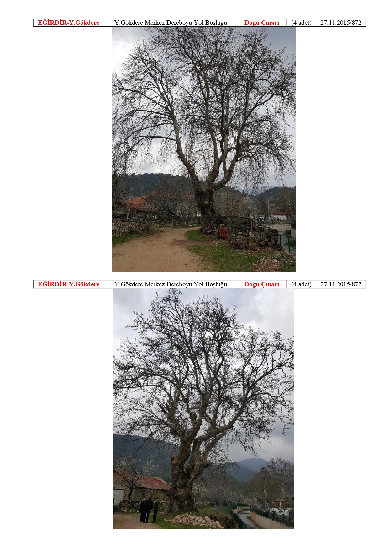 Isparta Ili Tabiat Varliklari Tescilli Anit Agaclar 20180511114844 Page 0008