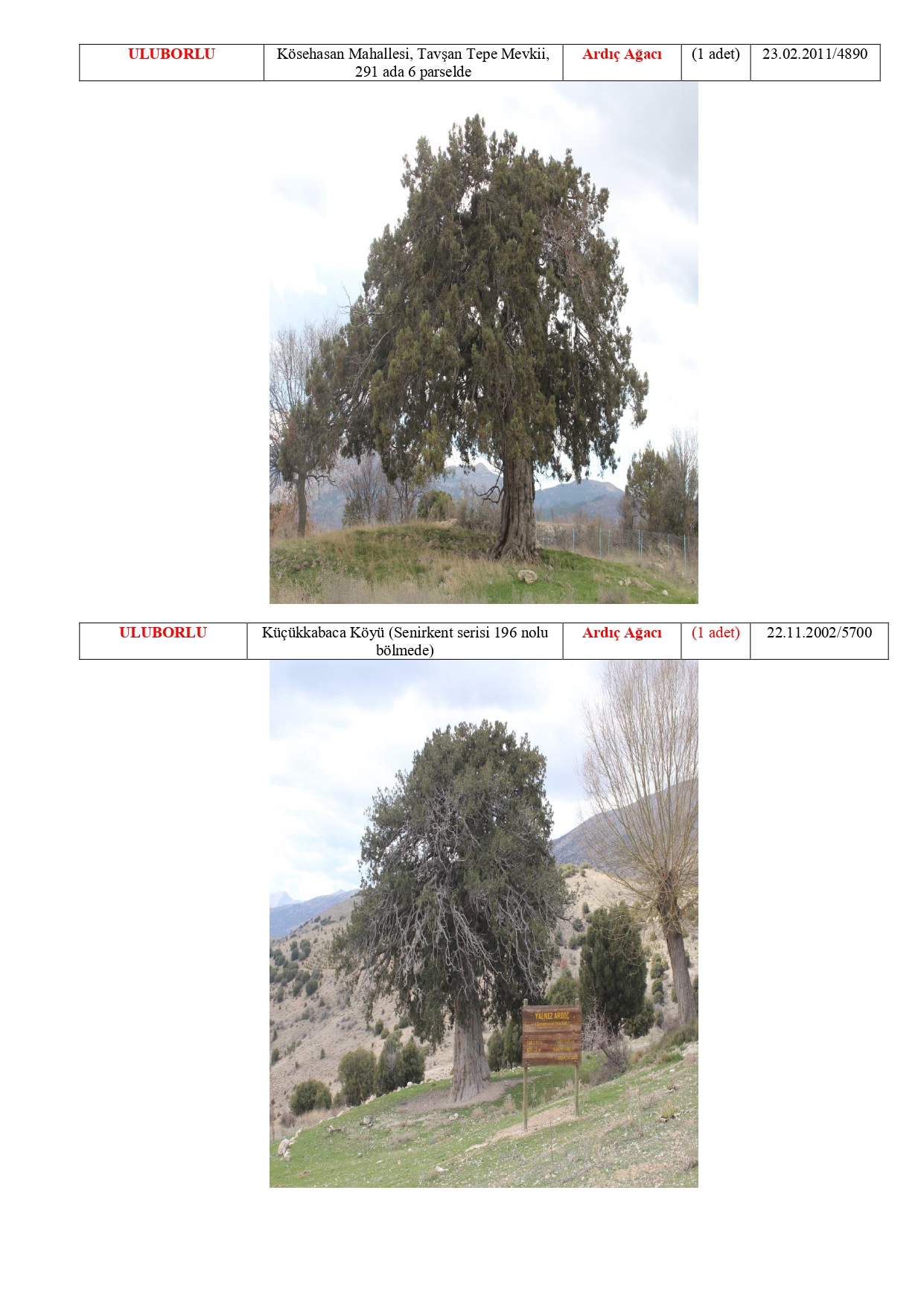 Isparta Ili Tabiat Varliklari Tescilli Anit Agaclar 20180511114844 Page 0013