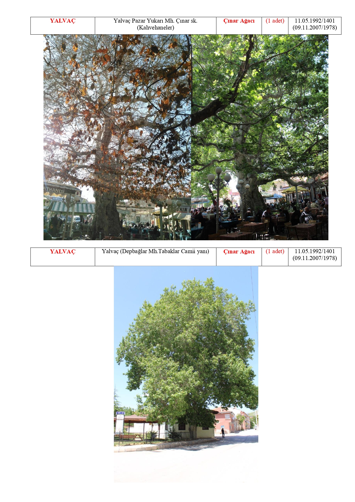 Isparta Ili Tabiat Varliklari Tescilli Anit Agaclar 20180511114844 Page 0014