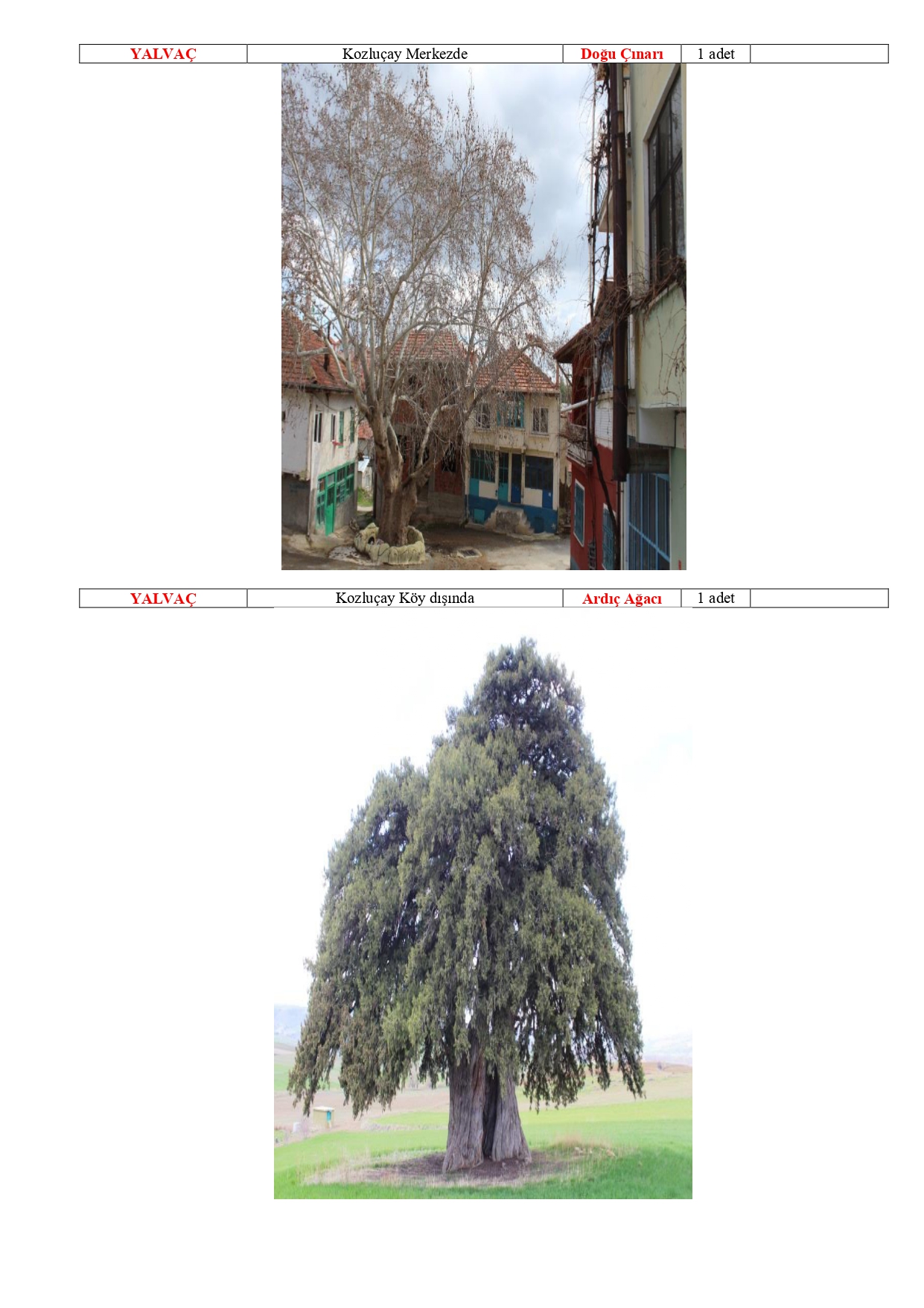 Isparta Ili Tabiat Varliklari Tescilli Anit Agaclar 20180511114844 Page 0016