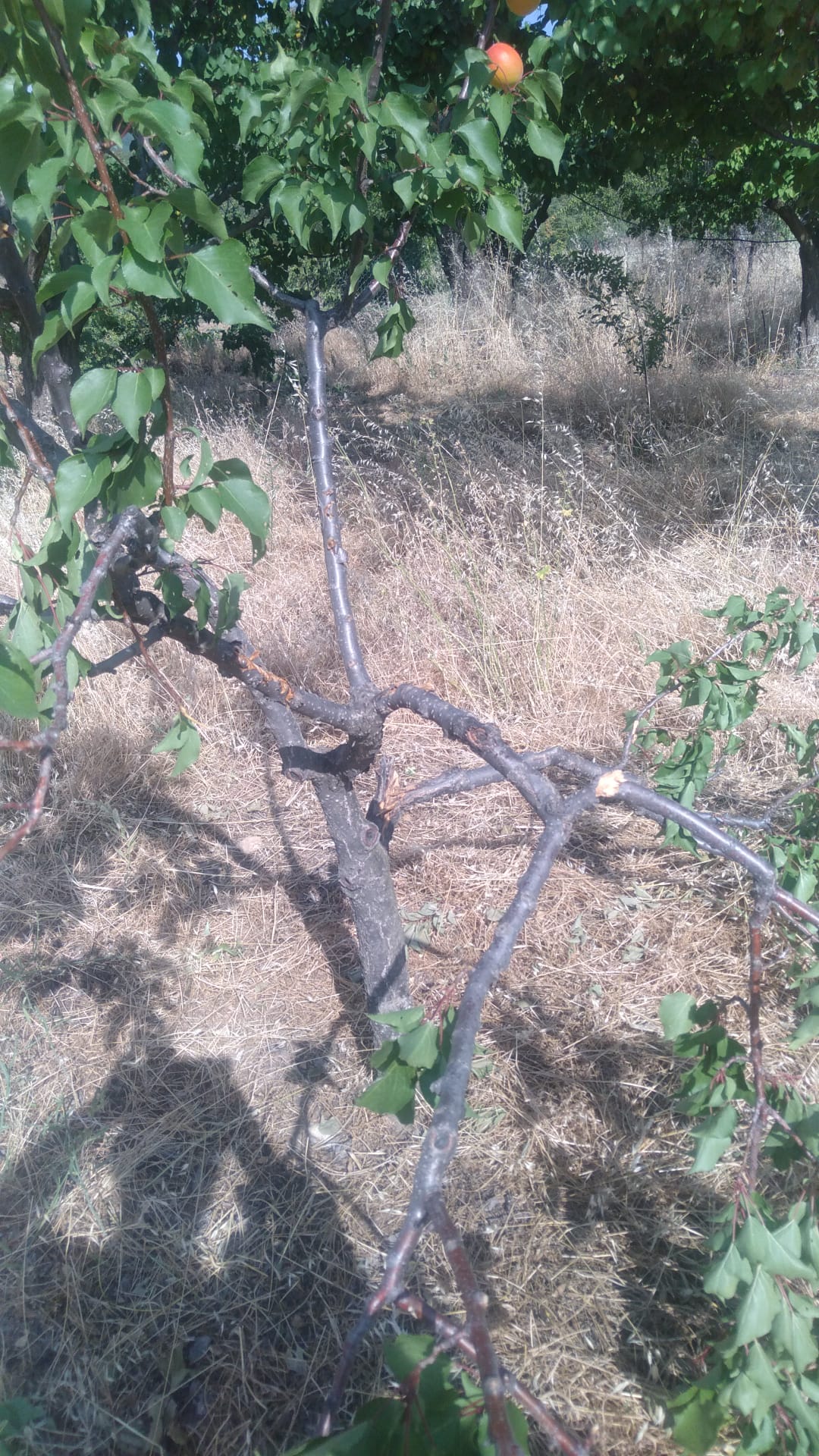 Kayısı Domuz (4)