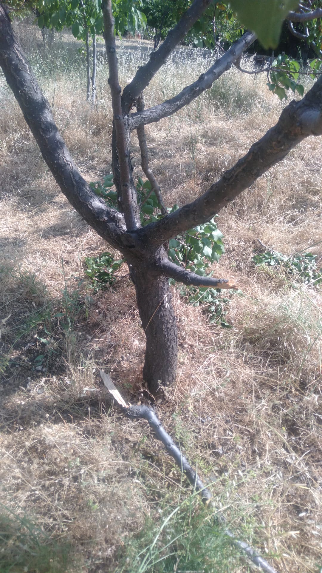 Kayısı Domuz (5)