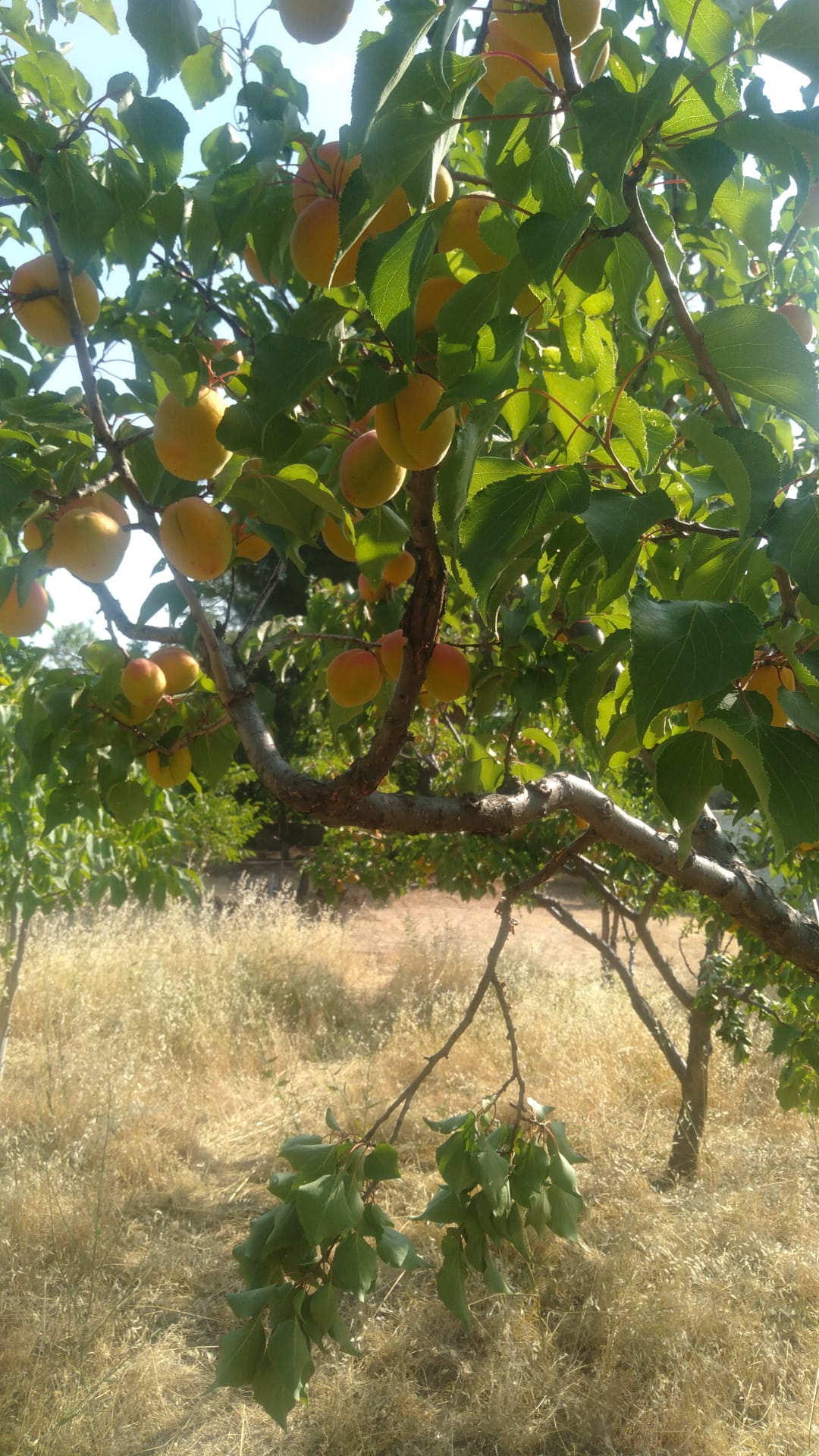 Kayısı Domuz (6)