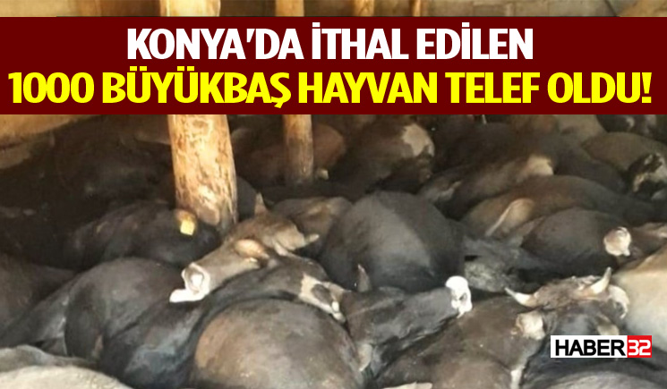 Konya'da ithal edilen 1000 büyükbaş hayvan telef oldu!