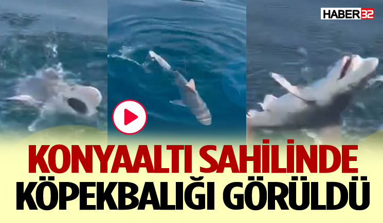 Konyaaltı Sahilinde Köpekbalığı Görüldü