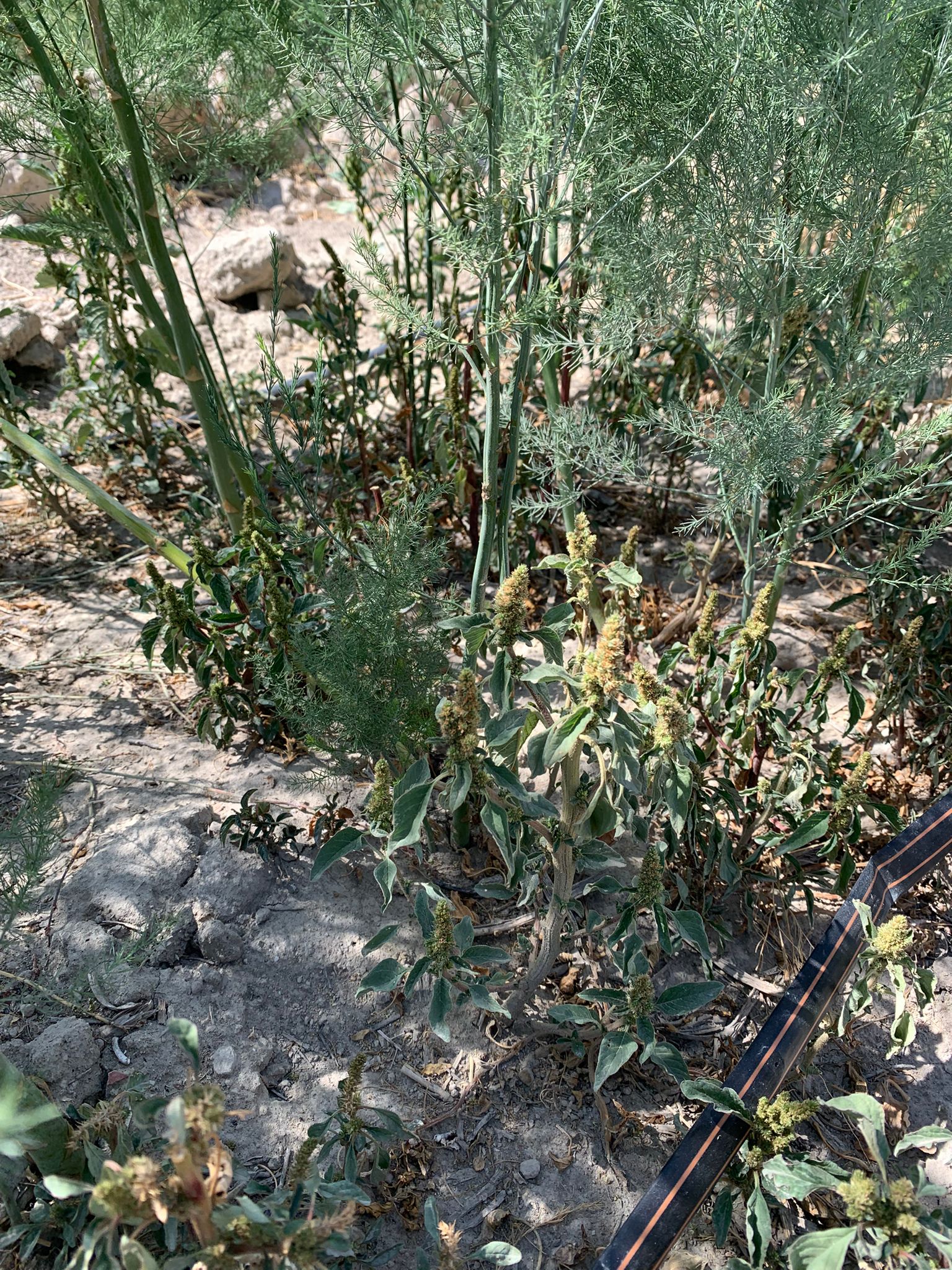 5F5Bdec4 D981 4A03 Aa82 16749119A20F