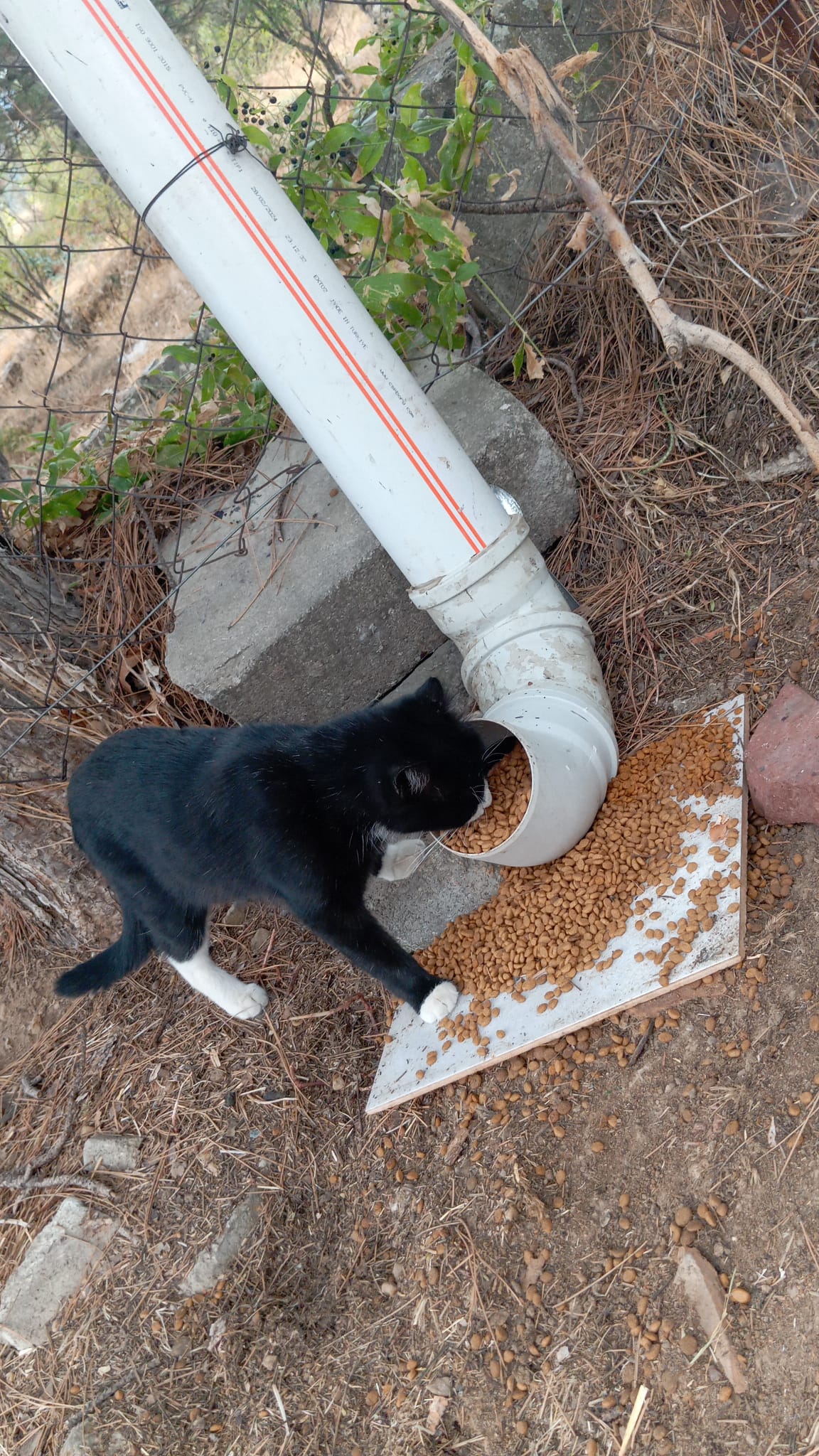 Defne Sokak Hayvanlari (1)