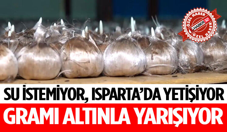 Isparta’da Yetişiyor, Gramı Altınla Yarışıyor