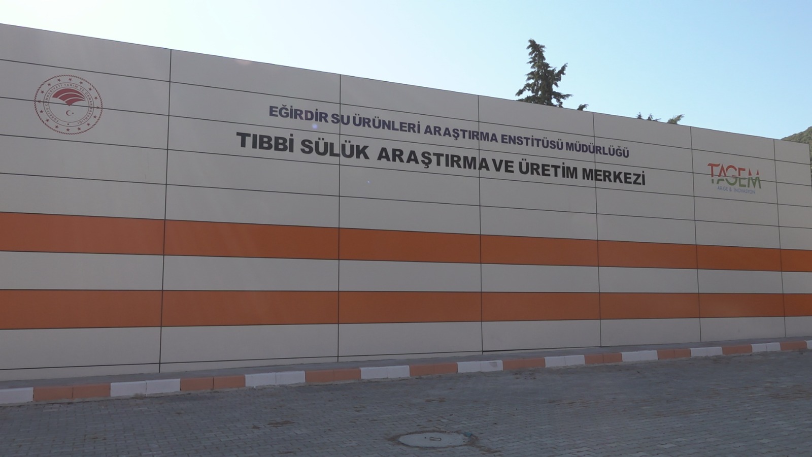 Tıbbi Sülük Iç (1)-1