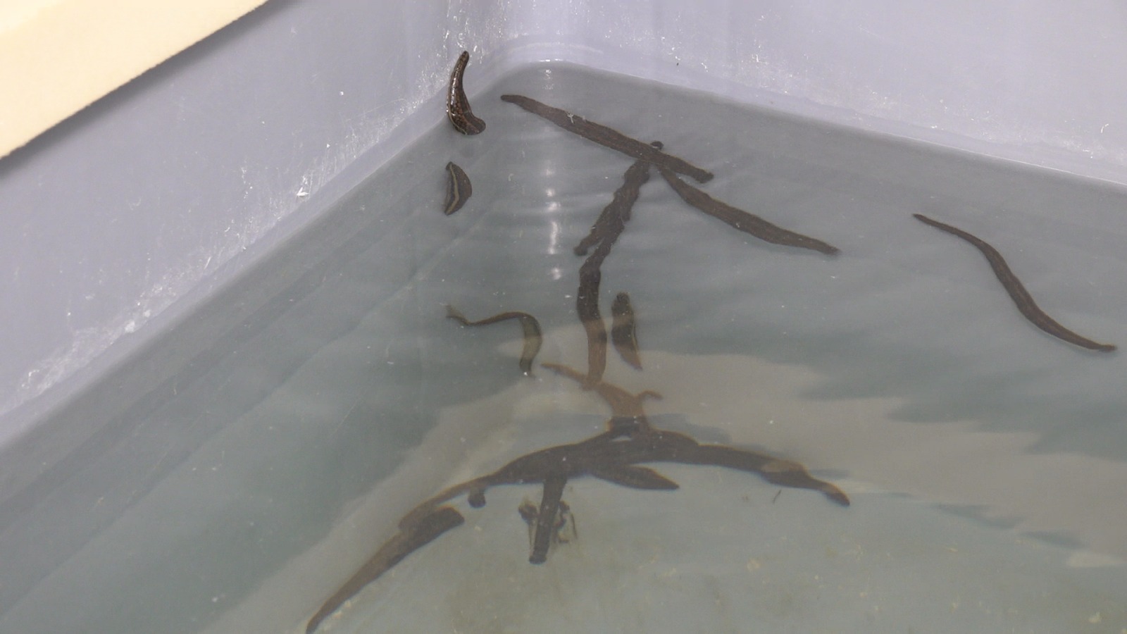 Tıbbi Sülük Iç (2)