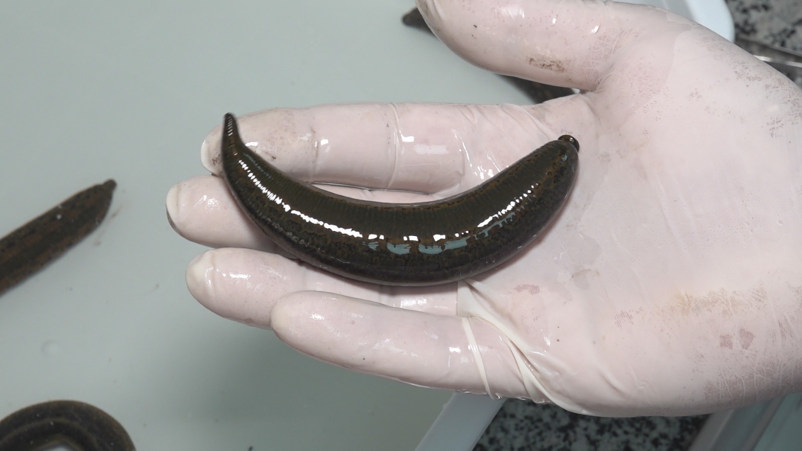 Tıbbi Sülük Iç (3)