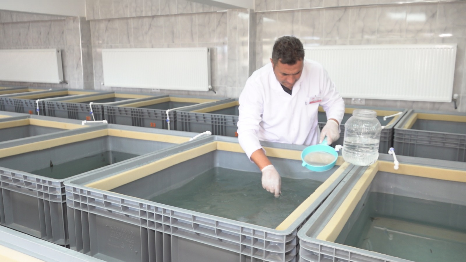 Tıbbi Sülük Iç (5)