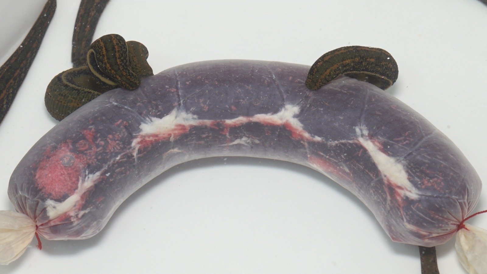 Tıbbi Sülük Iç (7)