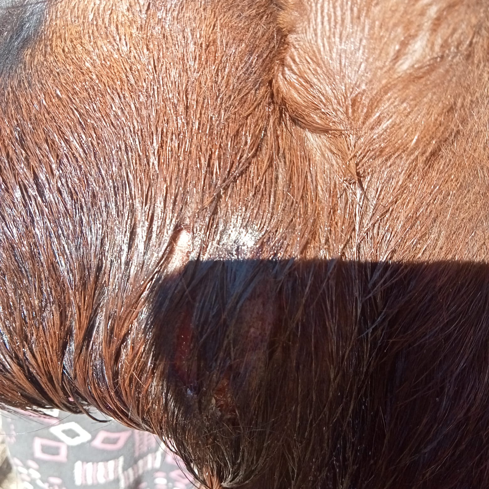 Whatsapp Image 2025 10 30 At 15.08.35