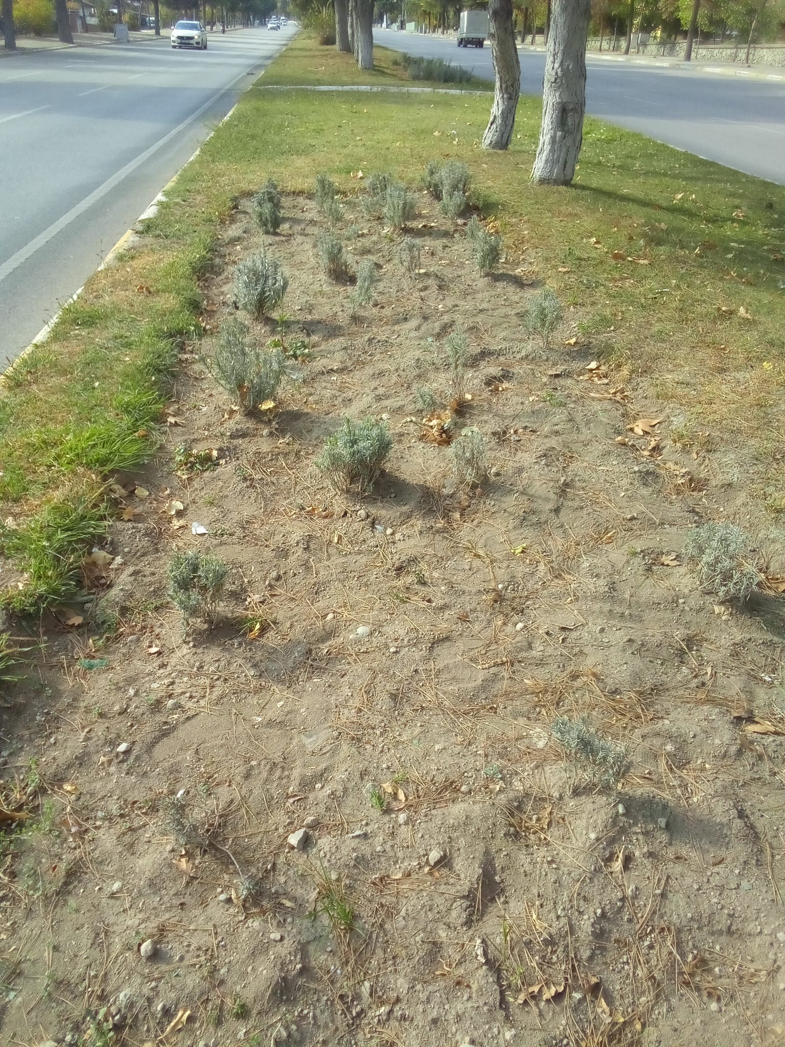 545Fd034 9Ad1 40A4 Aad5 Cbb5F52C7805