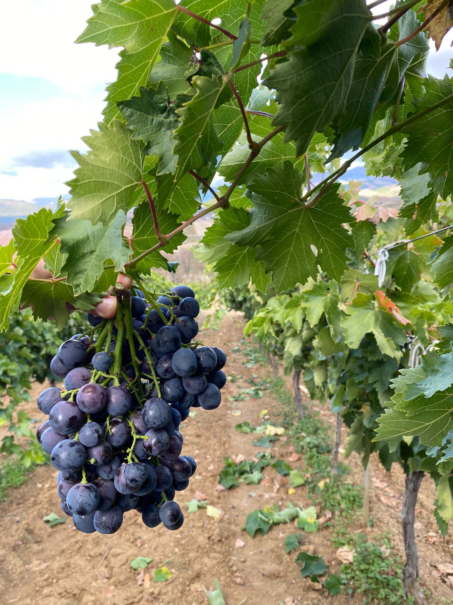 54F5F1F1 C154 4481 A9F8 Aa9E9F27509E